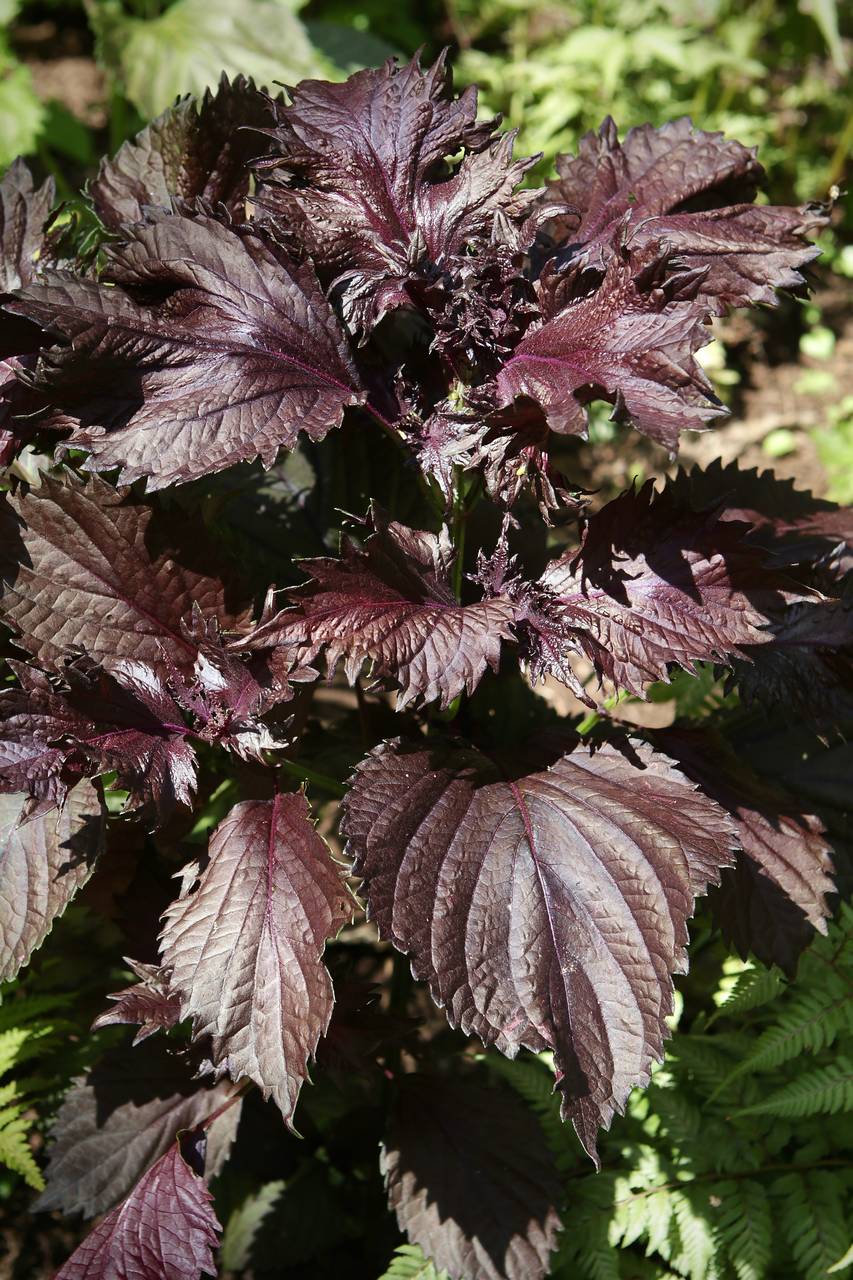 Photo of Purple Perilla